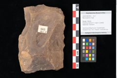 Foto (Objekt + Etikett) von Myrica lignitum Unger (NHMW-GEO-2024-0188-0663)